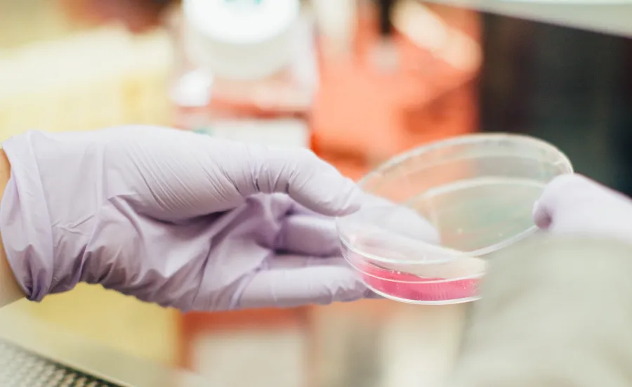 Stock image of a researcher's gloved hand holding a small circular glass container with a pink substance inside.