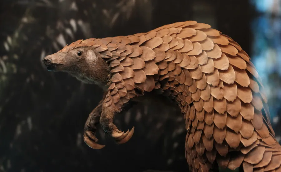 A pangolin