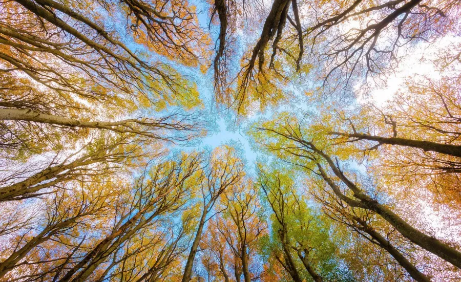 Looking up into tree canopy