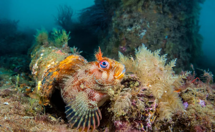 Fish on the ocean bed