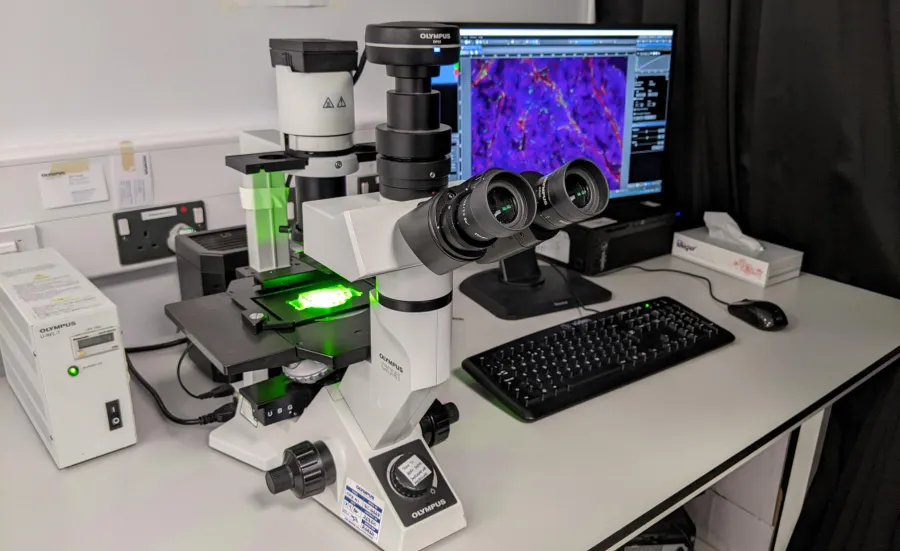 Olympus CKX41 inverted fluorescence microscope