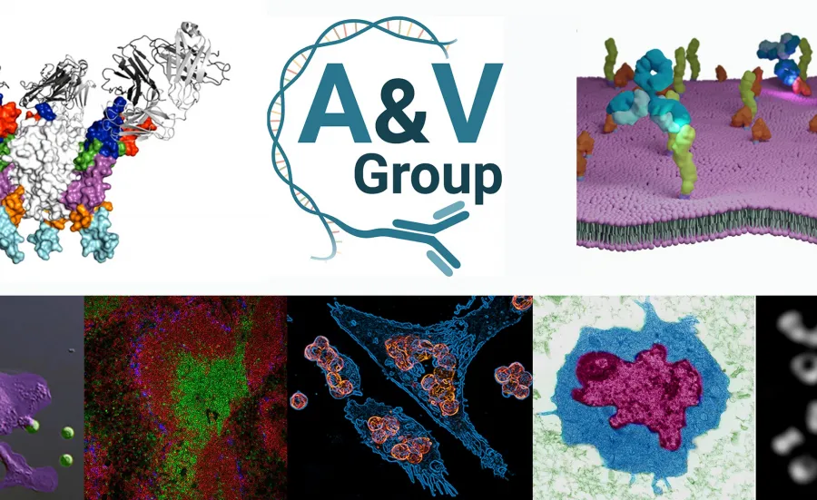 Collage with several pictures of cells antibodies and virus 