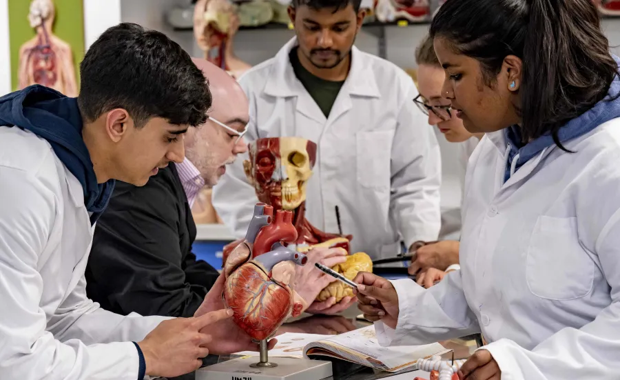 Students wearing white coats examining a heart model