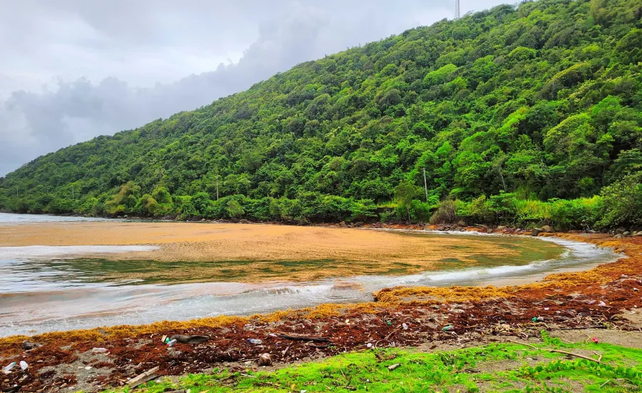 Sargassum seaweed