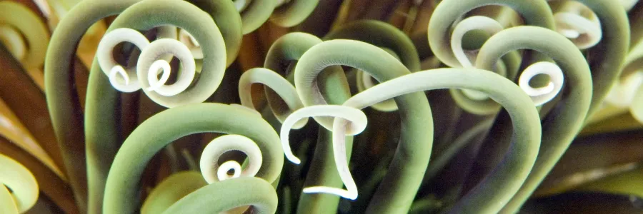 Close up of sea anemone on reef