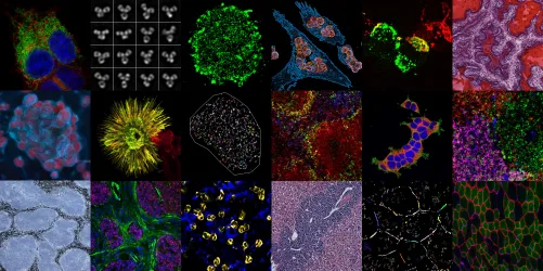 Montage of 18 stained images of various tissues