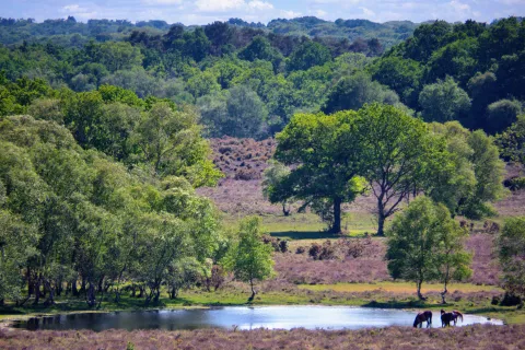 Shot of trees and forest. In the distance horses can be seen drinking from a pond.