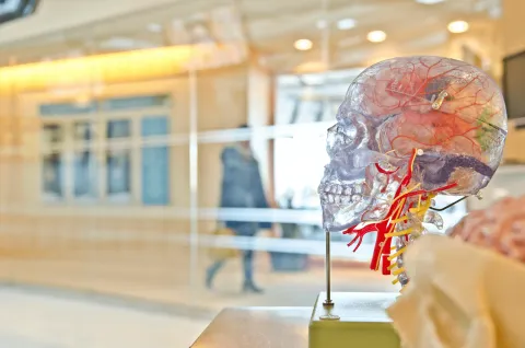 A model of a human skull and brain.