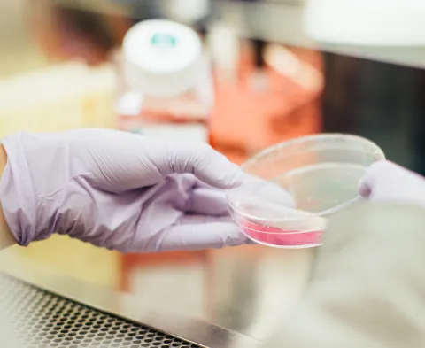 Stock image of a researcher's gloved hand holding a small circular glass container with a pink substance inside.