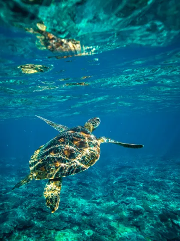 Tutle under blue sea water.