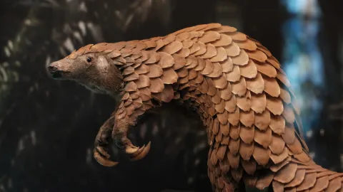 A pangolin