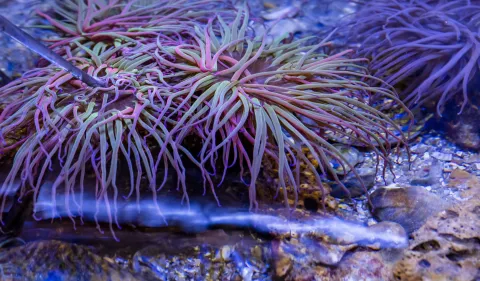 coral at the aquarium