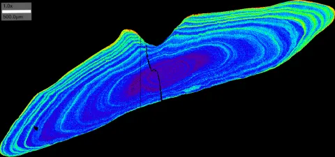 Sr zonation in a fish otolith (ear bone)