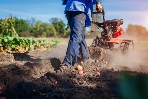 A man harvesting potatoes with a machine