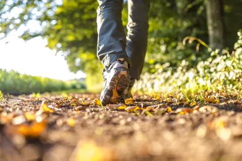 A man walking in a forest