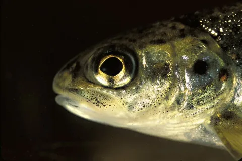 Head of a brown trout