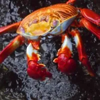 underwater picture of a crab and marine life