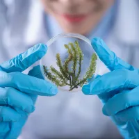 Person holding a fern in a glass orb with blue surgical gloves on