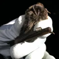 Close up of a white-gloved hand holding a barbastelle bat