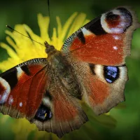 Reddish butterfly on yellow flower surrounded by green.