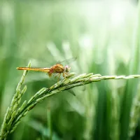 Dragonfly on green crops.