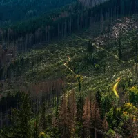 Forest hillside with logging