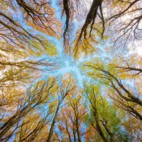 Looking up into tree canopy