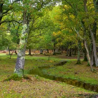 Pexels image of wooded area with trees, green leaves and lichen