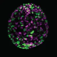 Image of a mouse pancreatic organoid, nuclei are labelled in green or purple dependent on cell proliferation status 