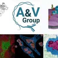 Collage with several pictures of cells antibodies and virus 