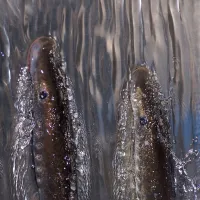 2 Pacific lamprey climbing up through fast flowing water