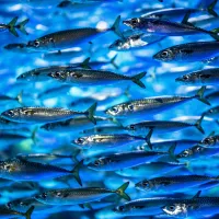 Shoal of herring swimming in the ocean